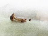 Gliophorus irrigatus image