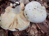 Lactarius subvellereus image