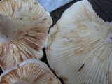 Lactarius subvellereus image