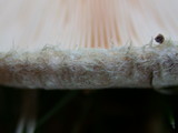 Lactarius pubescens var. betulae image