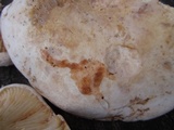 Lactarius subvellereus image