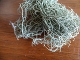 Usnea californica image