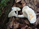 Lactarius piperatus image