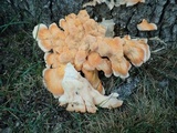 Laetiporus cincinnatus image