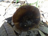 Russula brunneola image
