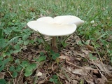 Melanoleuca alboflavida image