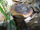 Russula brunneola image