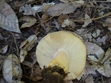 Russula brunneola image