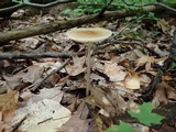 Xerula megalospora image