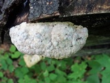 Trametes gibbosa image
