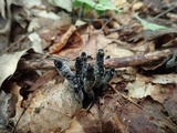Xylaria cornu-damae image