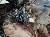 Xylaria cornu-damae image