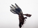Xylaria cornu-damae image