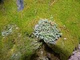 Image of Cladonia artuata