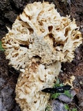 Sparassis americana f. arizonica image