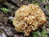 Sparassis americana f. arizonica image