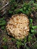 Sparassis americana f. arizonica image