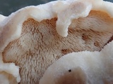 Climacodon septentrionalis image