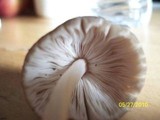 Pluteus longistriatus image