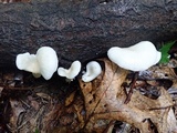 Pleurotus pulmonarius image