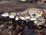 Gloeoporus dichrous image