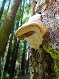 Fomitopsis ochracea image