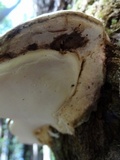 Fomitopsis ochracea image