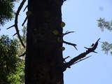 Fomitopsis ochracea image