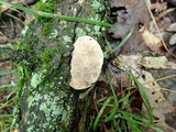 Hapalopilus rutilans image