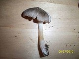 Pluteus longistriatus image