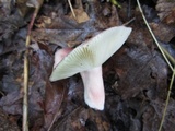 Russula mariae image