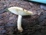 Russula pectinatoides image