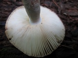 Russula pectinatoides image