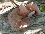 Auricularia americana image