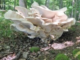 Bondarzewia berkeleyi image
