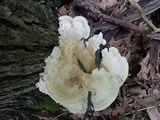 Bondarzewia berkeleyi image