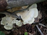 Bondarzewia berkeleyi image