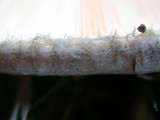 Lactarius pubescens var. betulae image