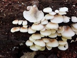 Crepidotus applanatus image