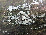 Ductifera pululahuana image