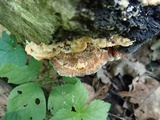 Trametopsis cervina image