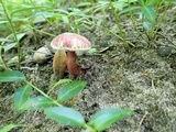Gyroporus purpurinus image