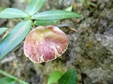 Gyroporus purpurinus image