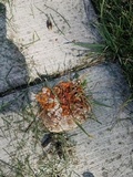 Ganoderma sessile image