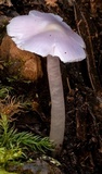 Humidicutis lewelliniae image