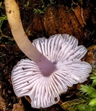 Humidicutis lewelliniae image