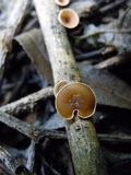 Schizophyllum amplum image