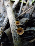 Schizophyllum amplum image