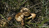 Marasmius oreades image
