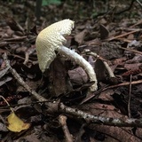 Lepiota clypeolaria image